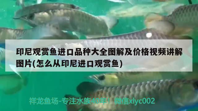 鱼缸过滤系统 图解：鱼缸过滤系统图解 安装 广州水族批发市场 第1张