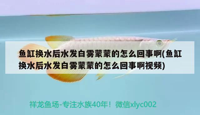 黄金河虎鱼能和龙鱼混养吗？，黄金河虎鱼能和龙鱼混养吗如何解决黄金河虎鱼与龙鱼的混养问题