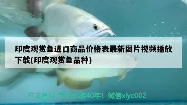 观赏鱼行业现状（观赏鱼行业发展现状） 白子球鲨鱼 第2张