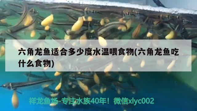 六角龙鱼适合多少度水温喂食物(六角龙鱼吃什么食物) 祥龙鱼场