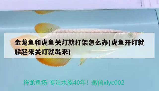 滦州市榛子镇超越鱼艺店 全国水族馆企业名录 第1张