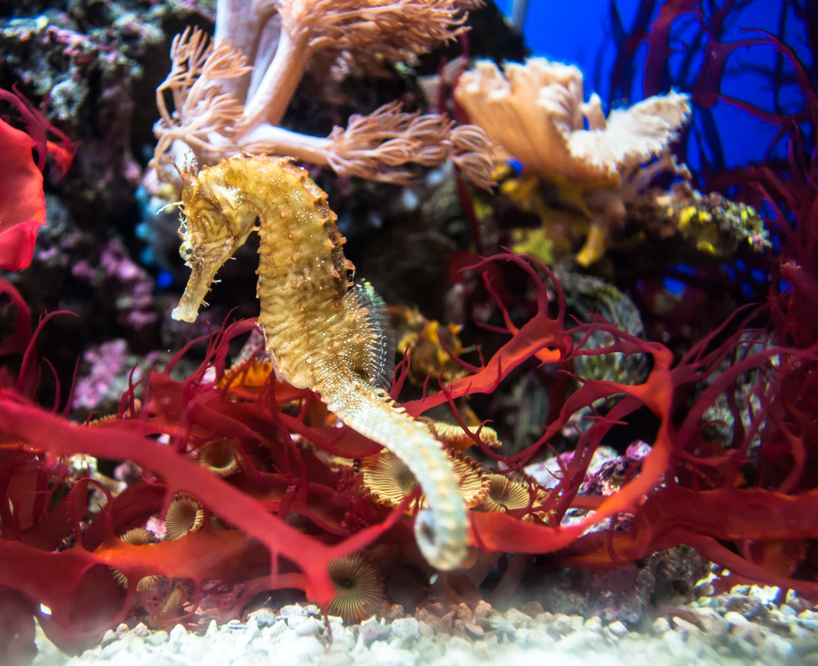 黄金眼镜蛇雷龙鱼需要多大的缸甚至会影响雷龙鱼的活性