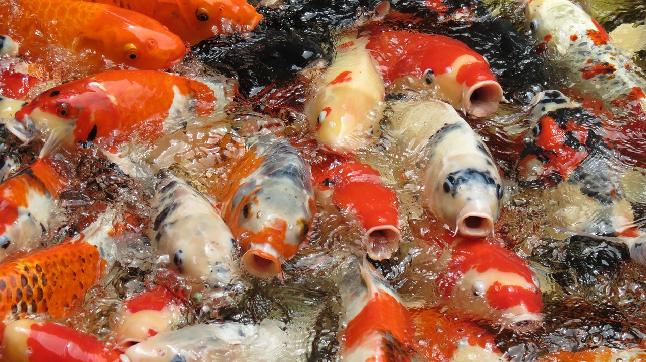 红白锦鲤鱼养殖方法是什么，红白锦鲤能繁殖出什么颜色锦鲤