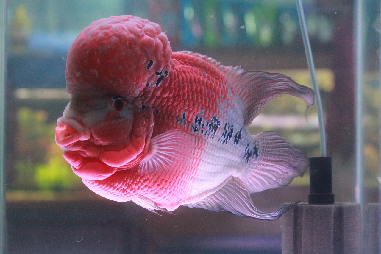 40厘米鱼缸能养红腹水虎 