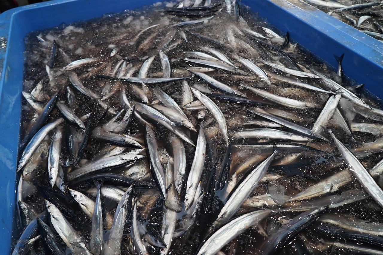 怒江傈僳族自治州观赏鱼市场80的小缸能否养星点龙