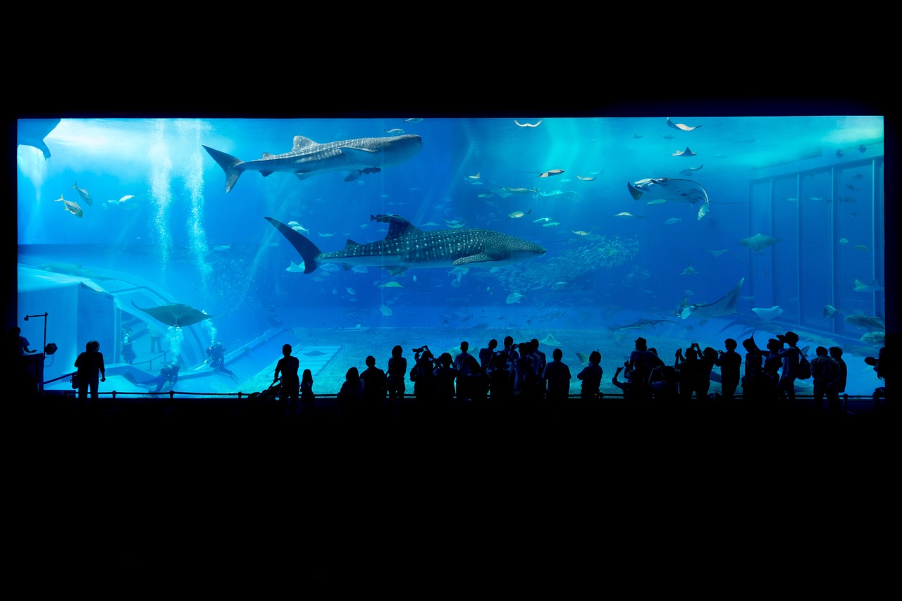 锡林郭勒盟的水族馆——探索水下世界的奇妙之地