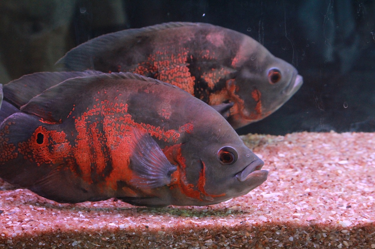 鱼缸灯对鱼眼睛的伤害：深入探讨光照对鱼类视觉的伤害 观赏鱼饲料 第1张