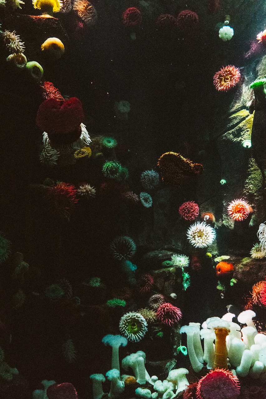 辽阳水族馆过温过水的一点建议 三色锦鲤鱼 第1张