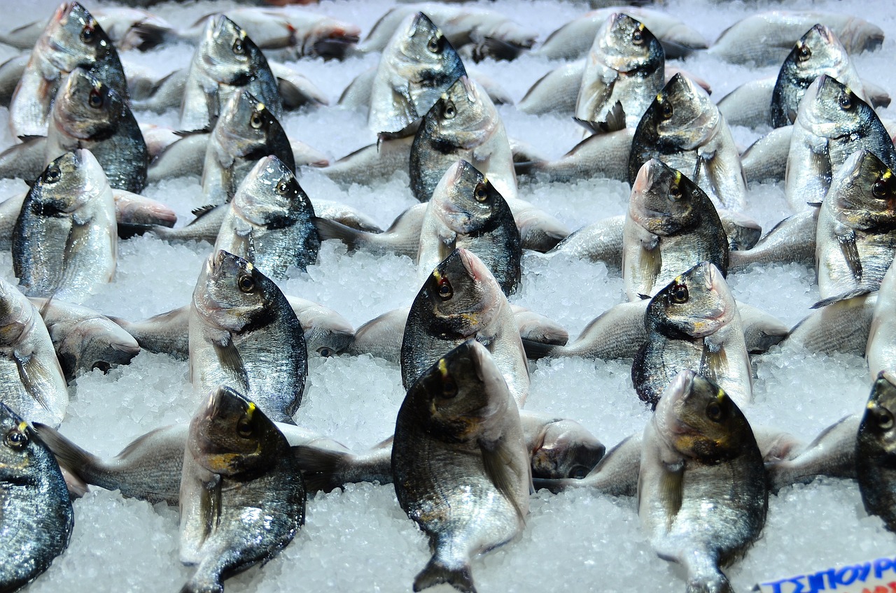 白城观赏鱼市场小丑生病了 观赏鱼市场（混养鱼） 第3张