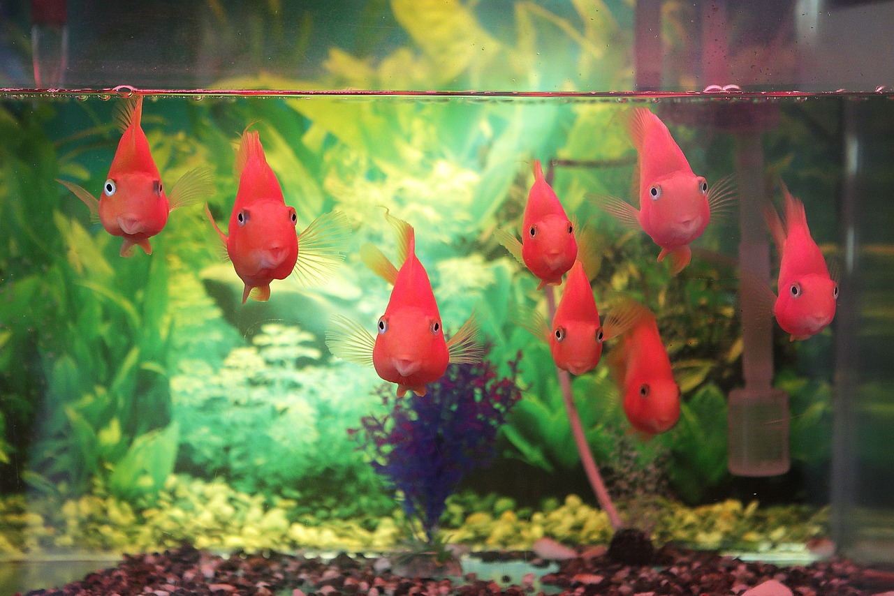 1米的鱼缸能养几条七彩神仙鱼 （1米的鱼缸养几条七彩神仙鱼好?）