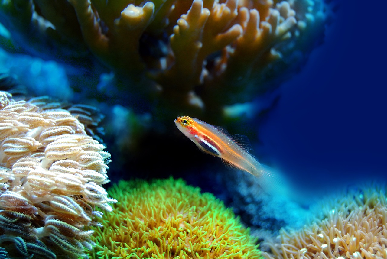 雨辰水族馆：探索海洋世界的奇妙之旅