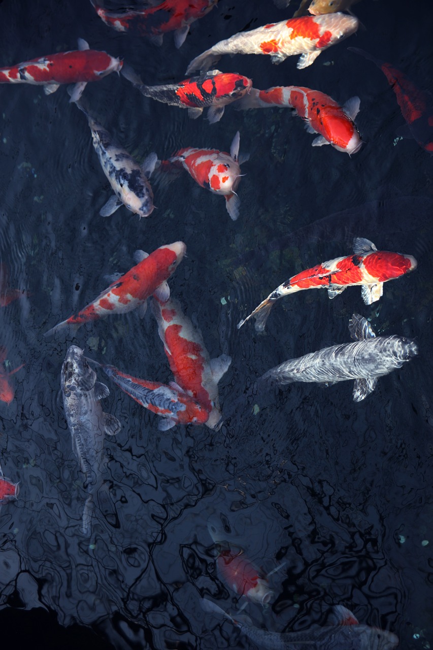 鱼缸放消毒水后多久放鱼会死影响鱼儿生存的因素有哪些
