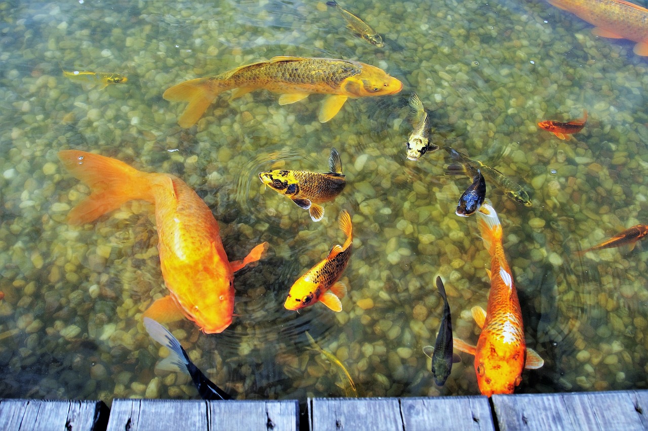 黄金猫鱼图片高清壁纸大图和观赏鱼黄金猫鱼的区别（黄金猫鱼图片高清壁纸大图） 黄金猫鱼 第2张