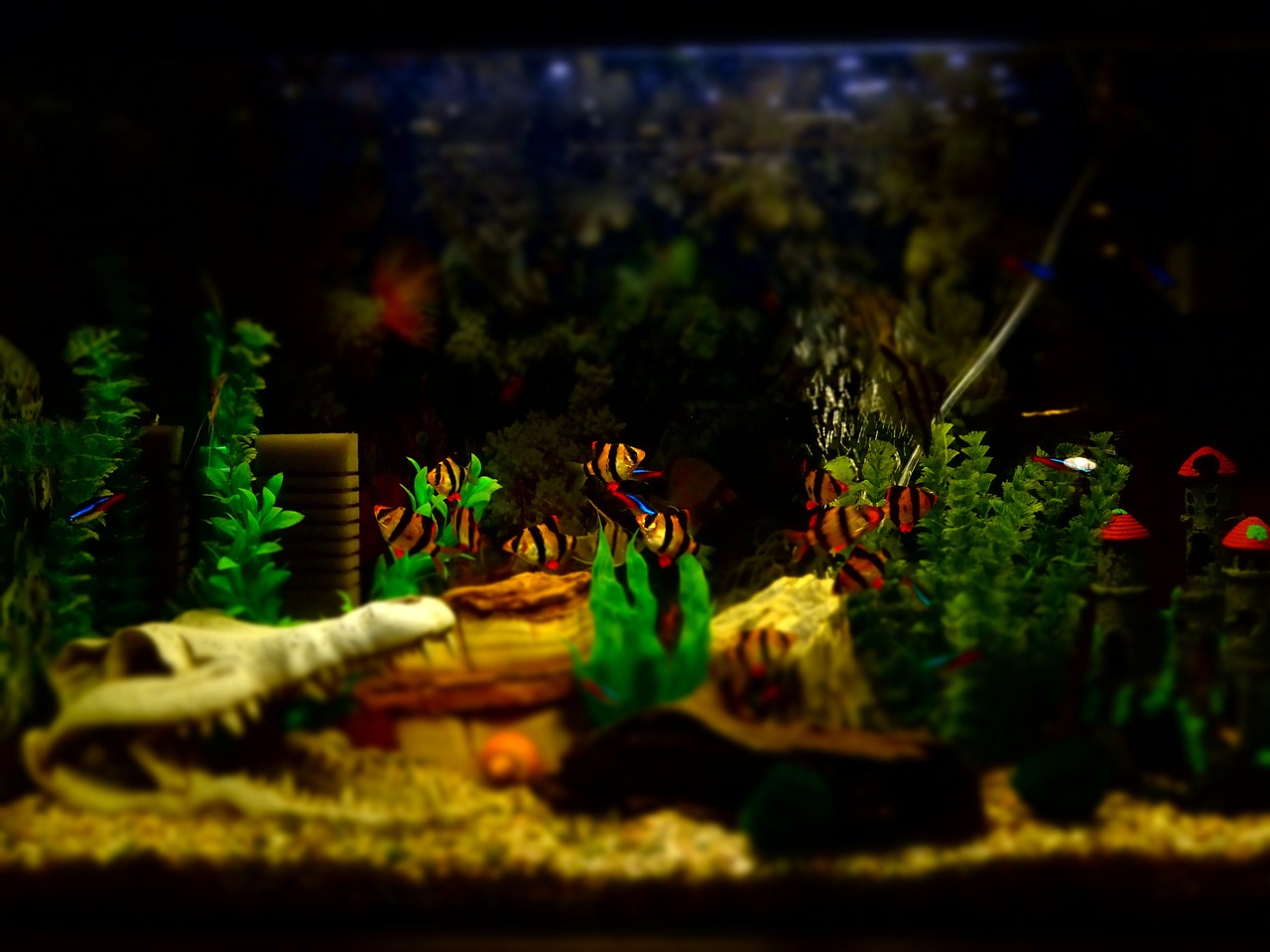 龙鱼的色灯装鱼缸盖还是潜水内侧好？