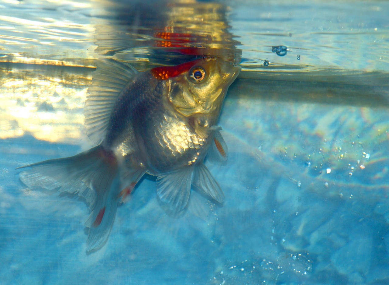 40cm鱼缸能养几条金鱼 （40cm鱼缸能养几条金鱼呢） 观赏鱼 第1张