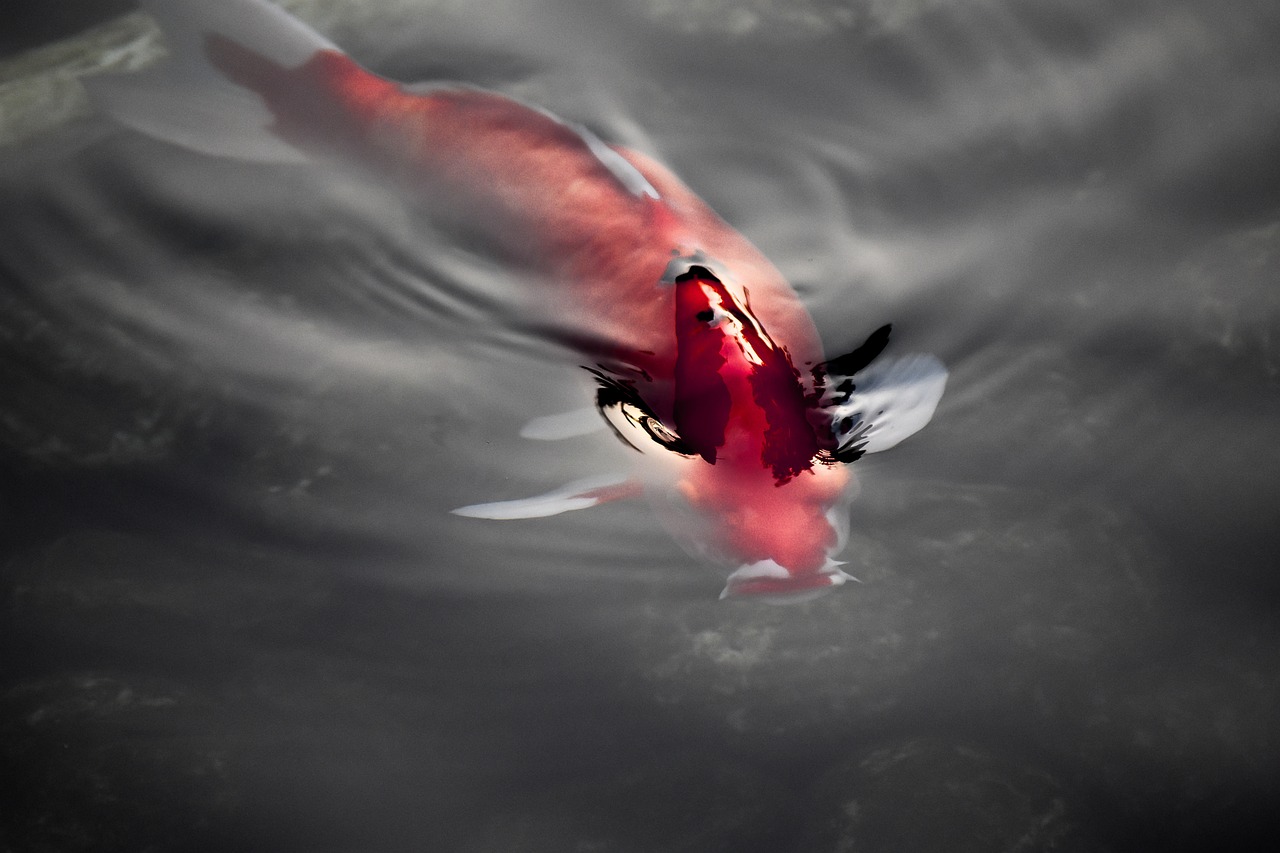 红松石七彩神仙鱼图片：红松石七彩神仙鱼能长多大