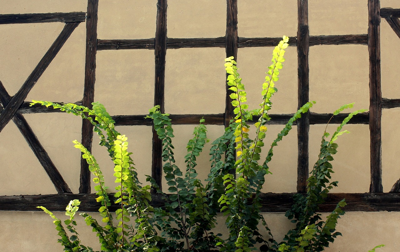 植物墙结构图（植物墙结构图片大全）