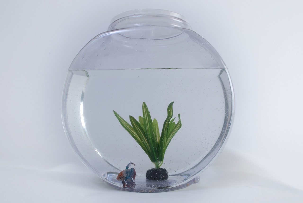 用玻璃自己做鱼缸（用玻璃自己做鱼缸成本） 观赏鱼 第5张