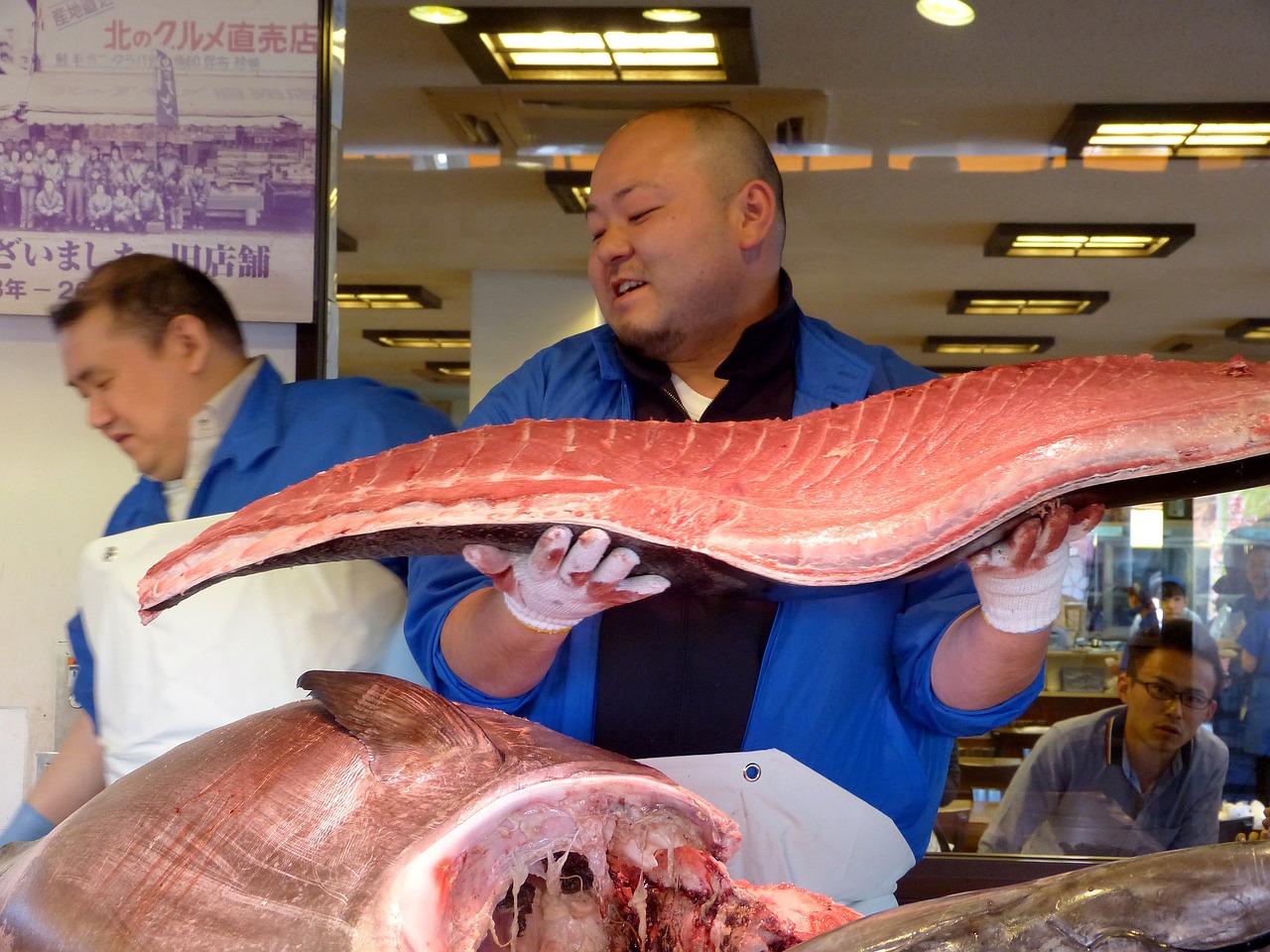 哪些鲨鱼可以家养还便宜又好养（那种鲨鱼可以家养） 广州水族器材滤材批发市场 第4张