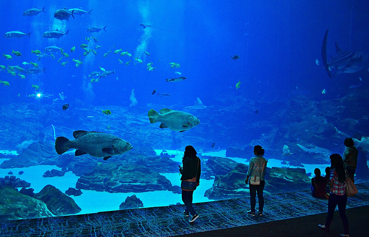南阳水族馆，南阳有什么水上玩的乐园 观赏鱼 第2张