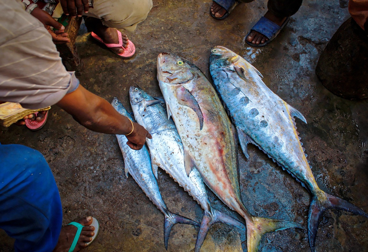 潍坊哪里有卖龙鱼的市场啊多少钱（潍坊卖鱼的新市场在哪里） 奈及利亚红圆点狗头 第3张