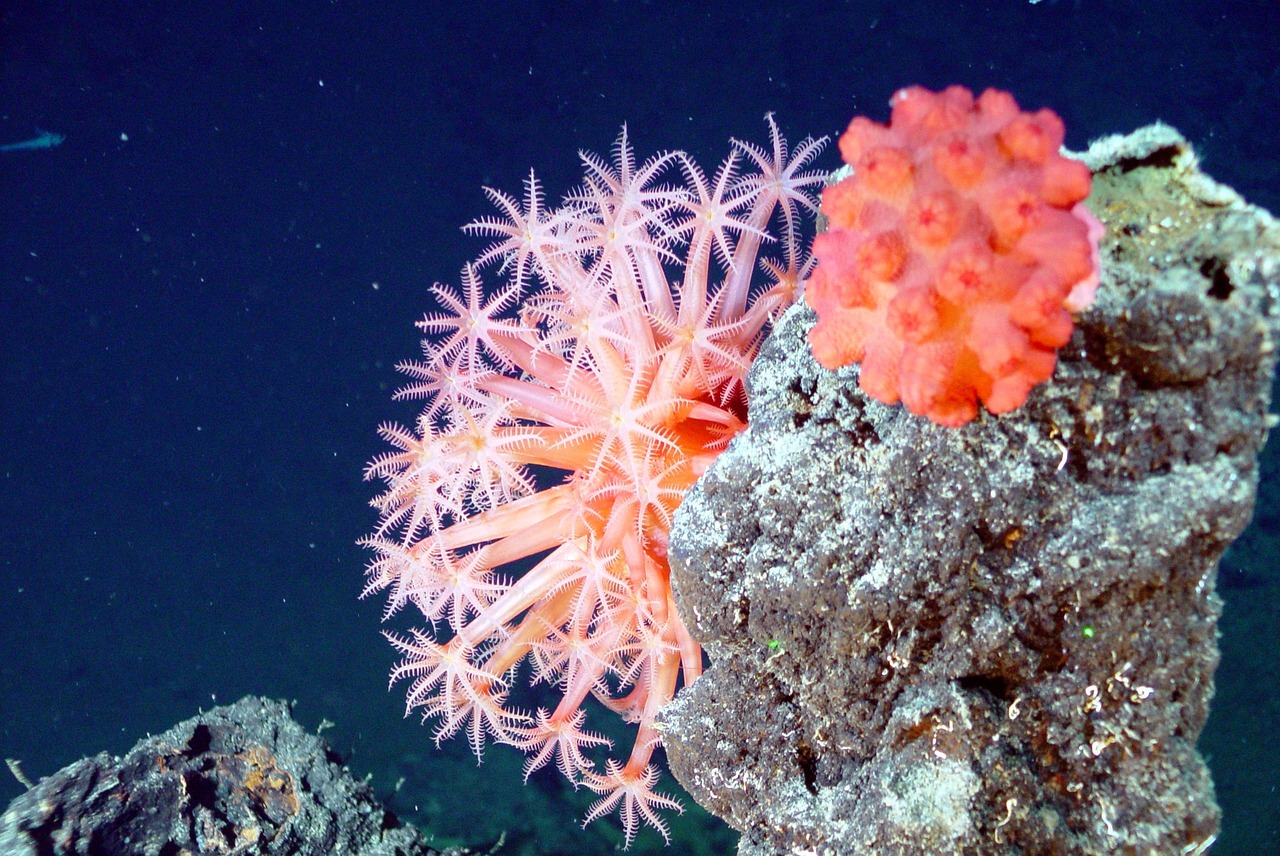 珊瑚的养殖（珊瑚养殖温度） 稀有红龙品种 第3张