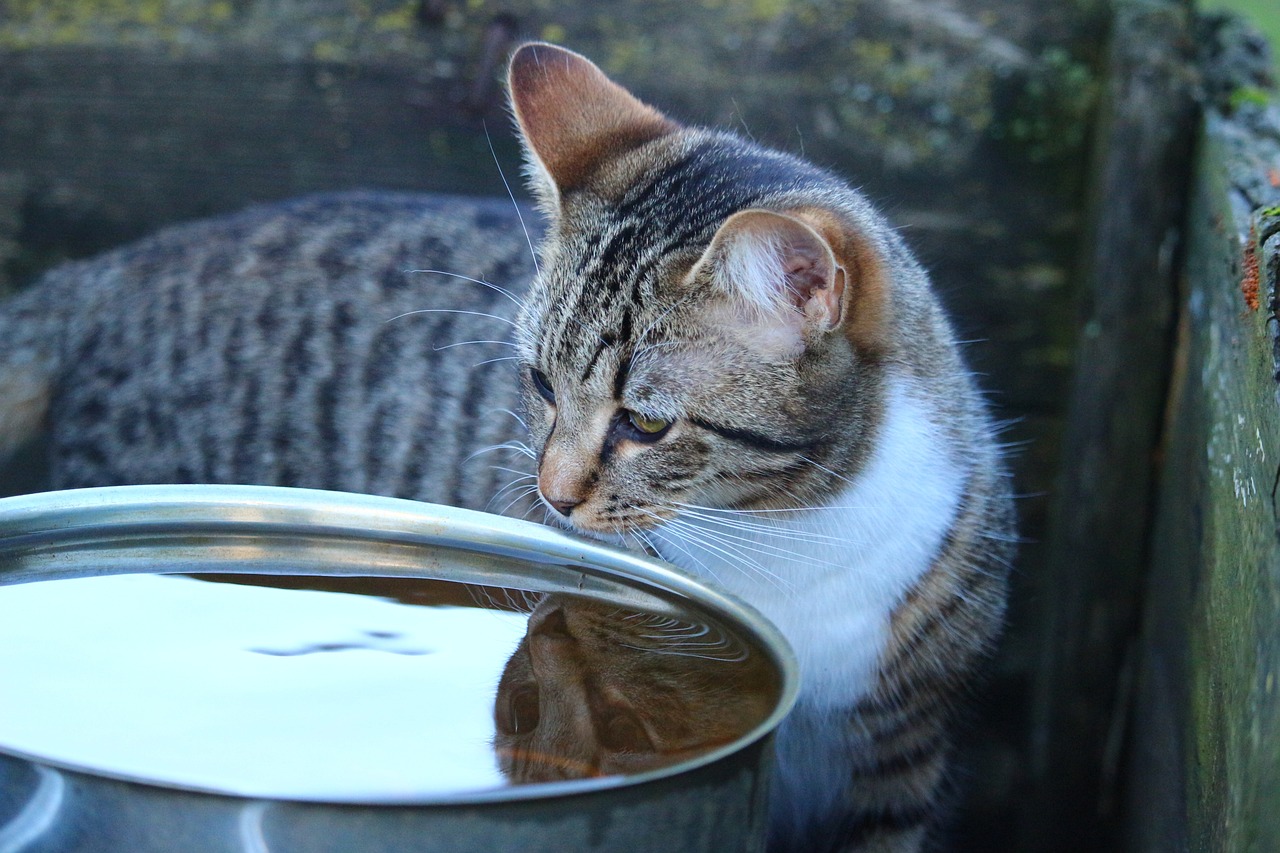 千万不要偷看猫咪洗澡：经常给猫洗澡有什么危害 猫猫 第2张