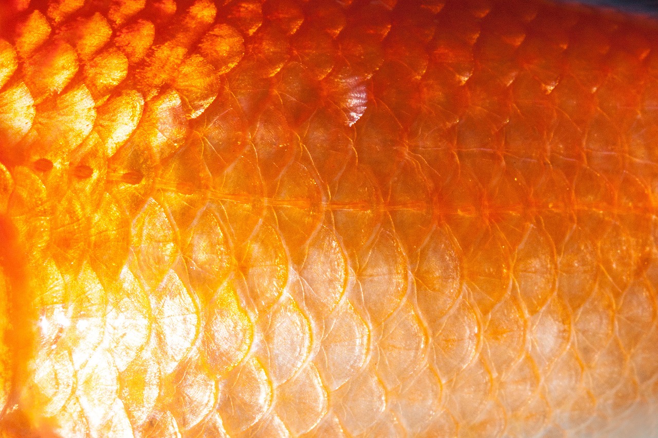 鱼缸里的金鱼们正在做游戏（鱼缸里面的小金鱼游戏） 泰国斗鱼 第5张