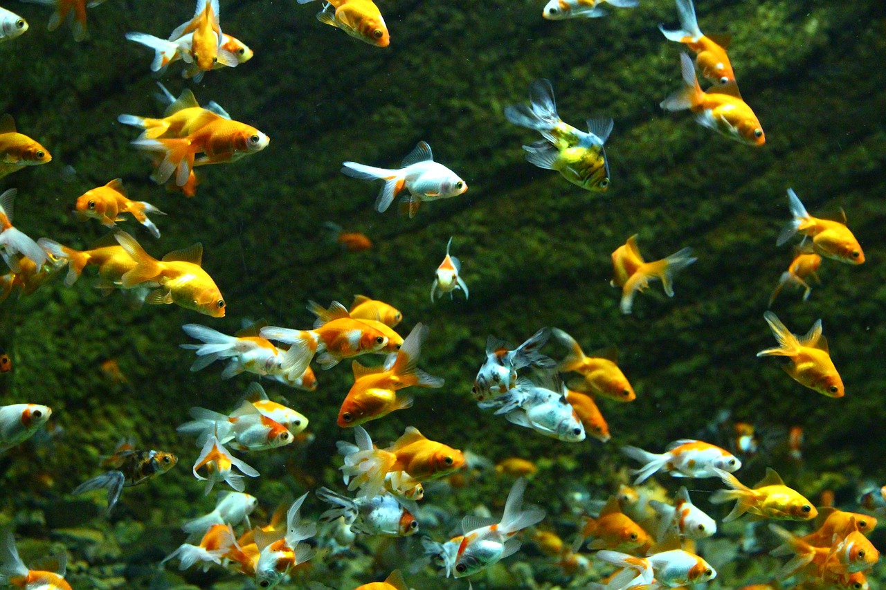 红色鱼种类（红色观赏鱼种类） 白子黄化银龙鱼 第3张