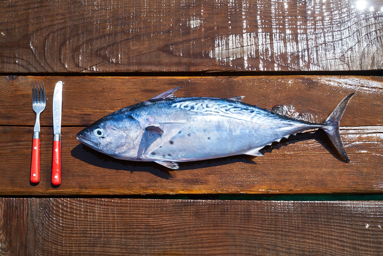 杭州观赏鱼市场日本蓝美杜莎