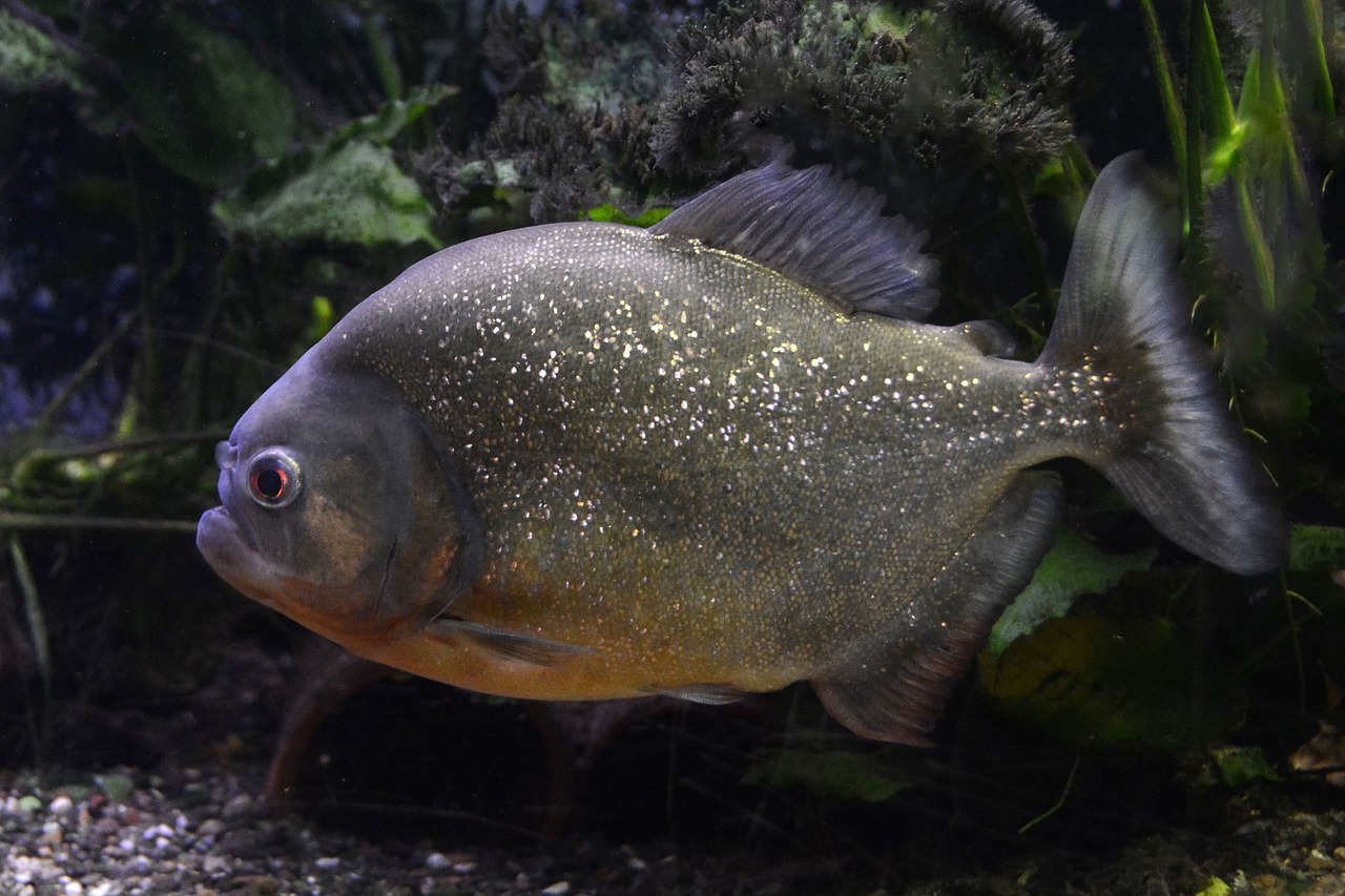 金鱼和金鱼可以混养吗（能和金鱼混养的） 印尼小红龙 第2张