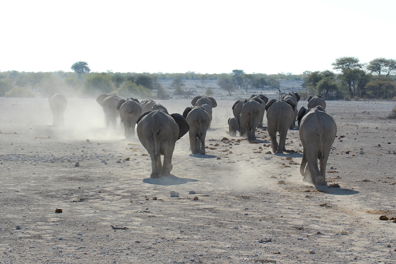 非洲草原象分布于非洲草原象热带雨林和非洲象分布于亚洲象 白条过背金龙鱼 第5张