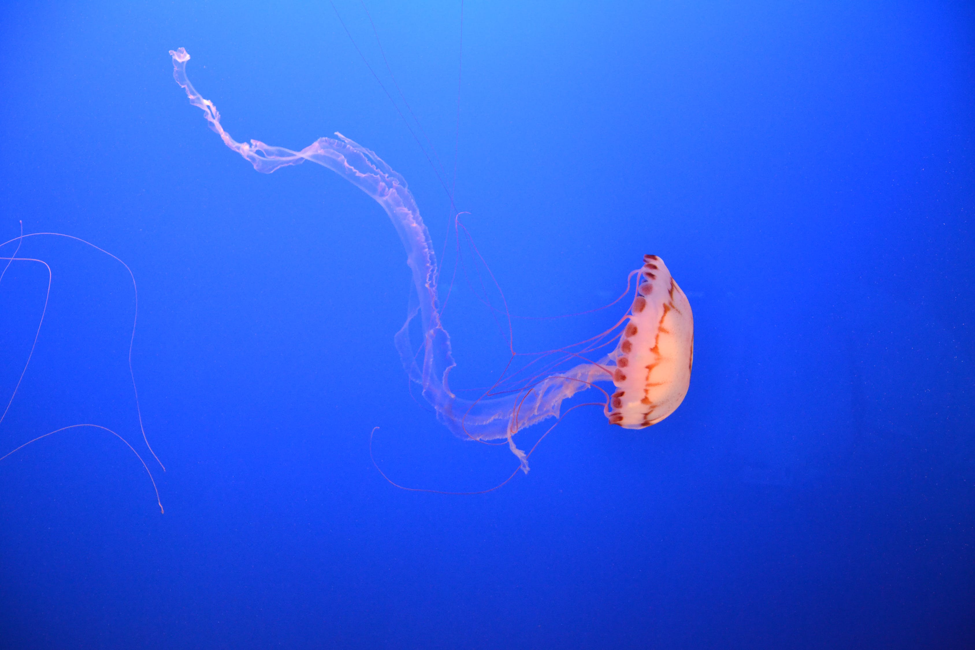 寿光泳森水族馆：探索海洋奇妙世界