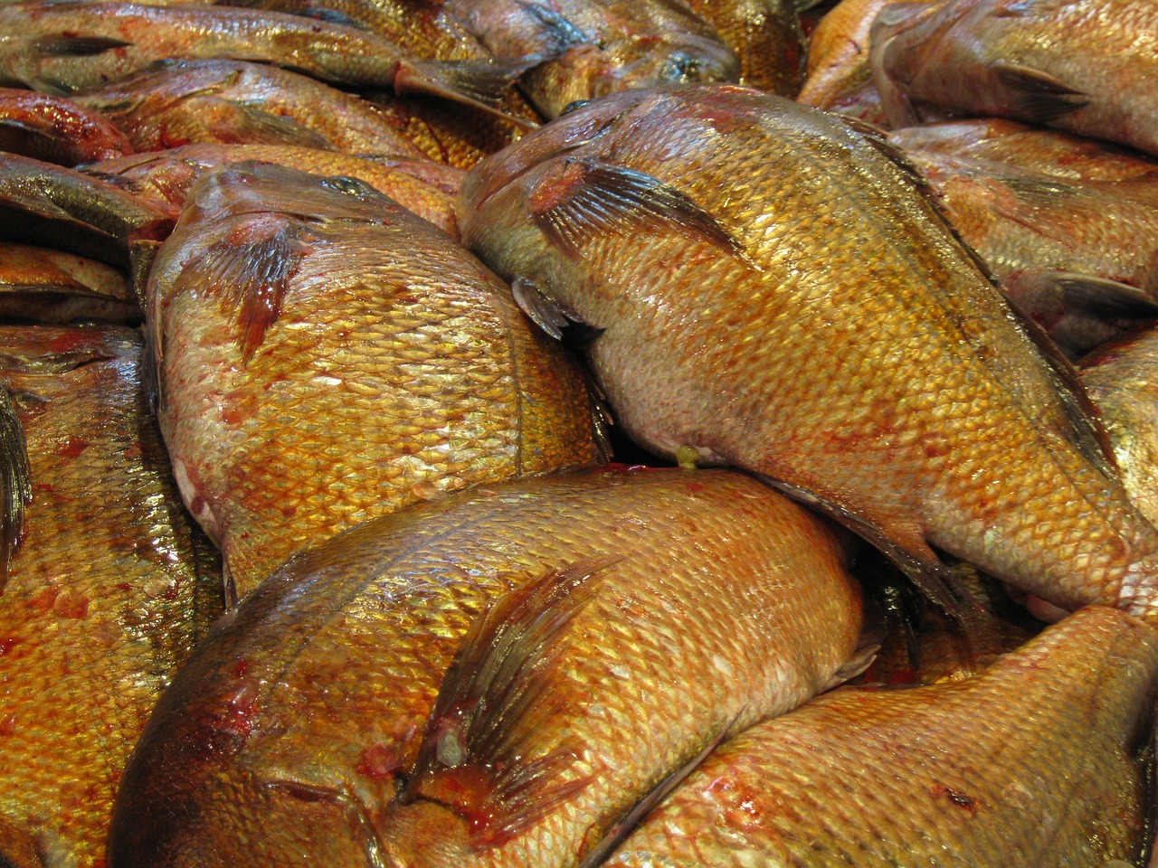 斑鱼火锅是哪里的特色斑鱼火锅是什么鱼