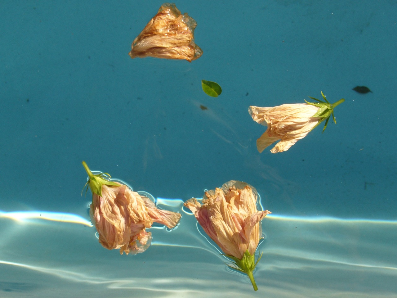 白云金丝鱼繁殖与饲养