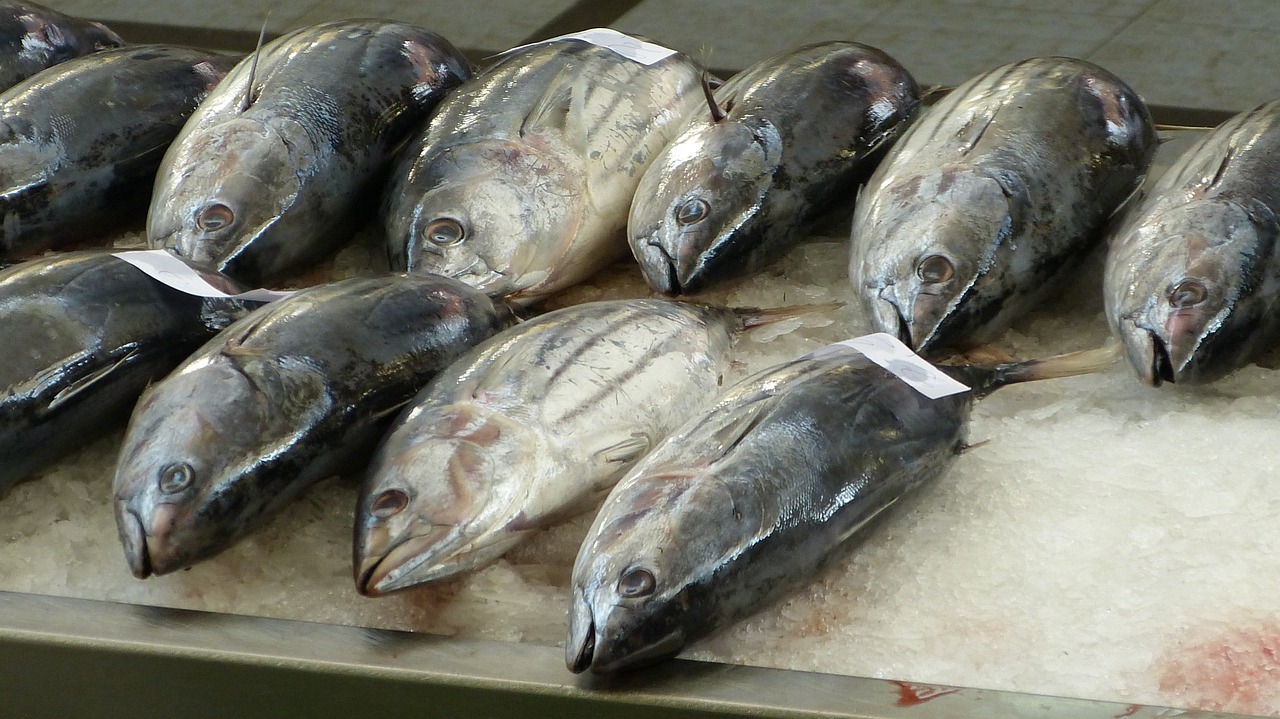 中国观赏鱼市场前景如何，观赏鱼养殖业发展前景怎么样 观赏鱼市场（混养鱼） 第2张