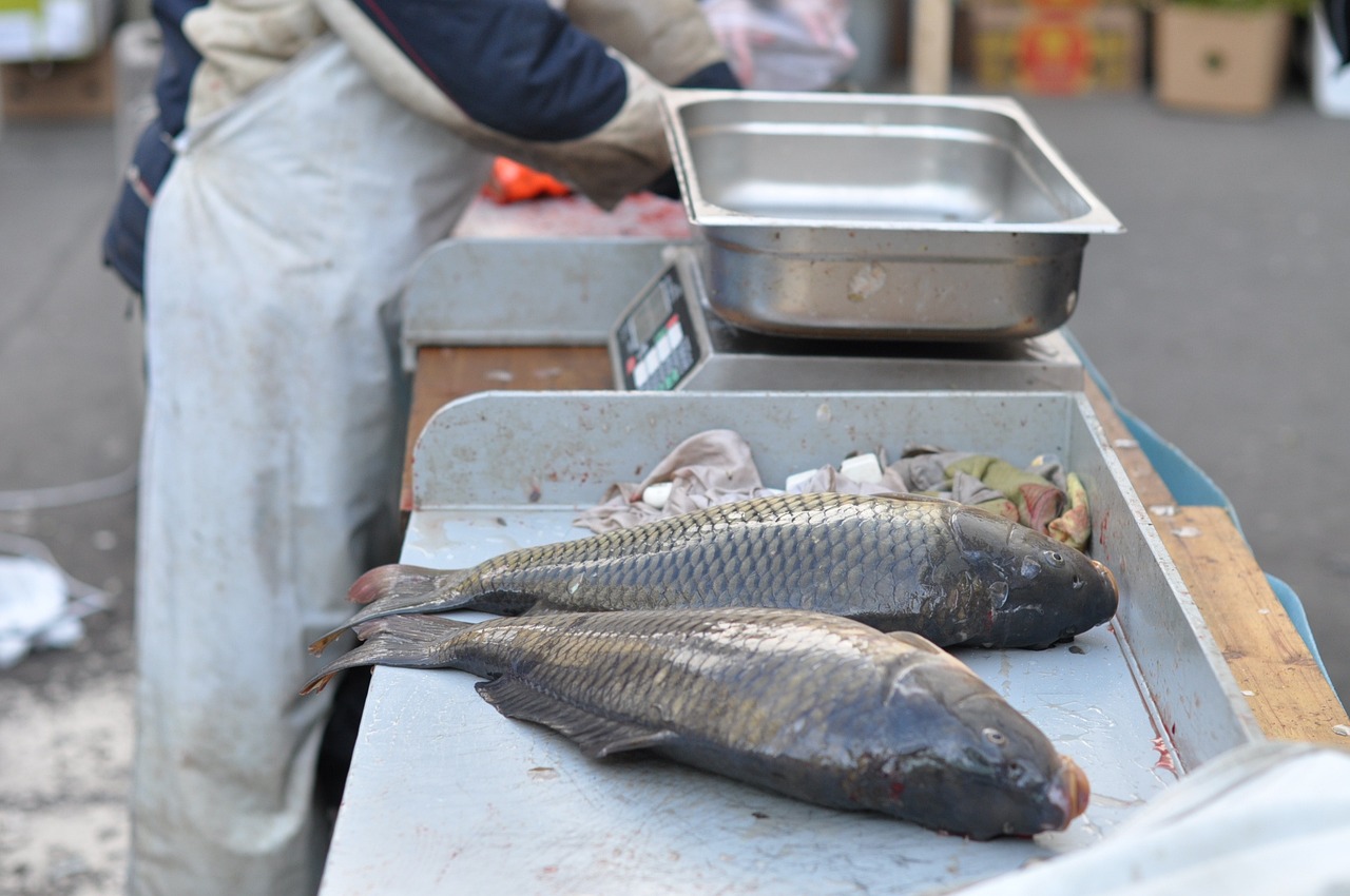 龙鱼鱼场都有哪些鱼类名称，印尼四大龙鱼渔场有哪些种类