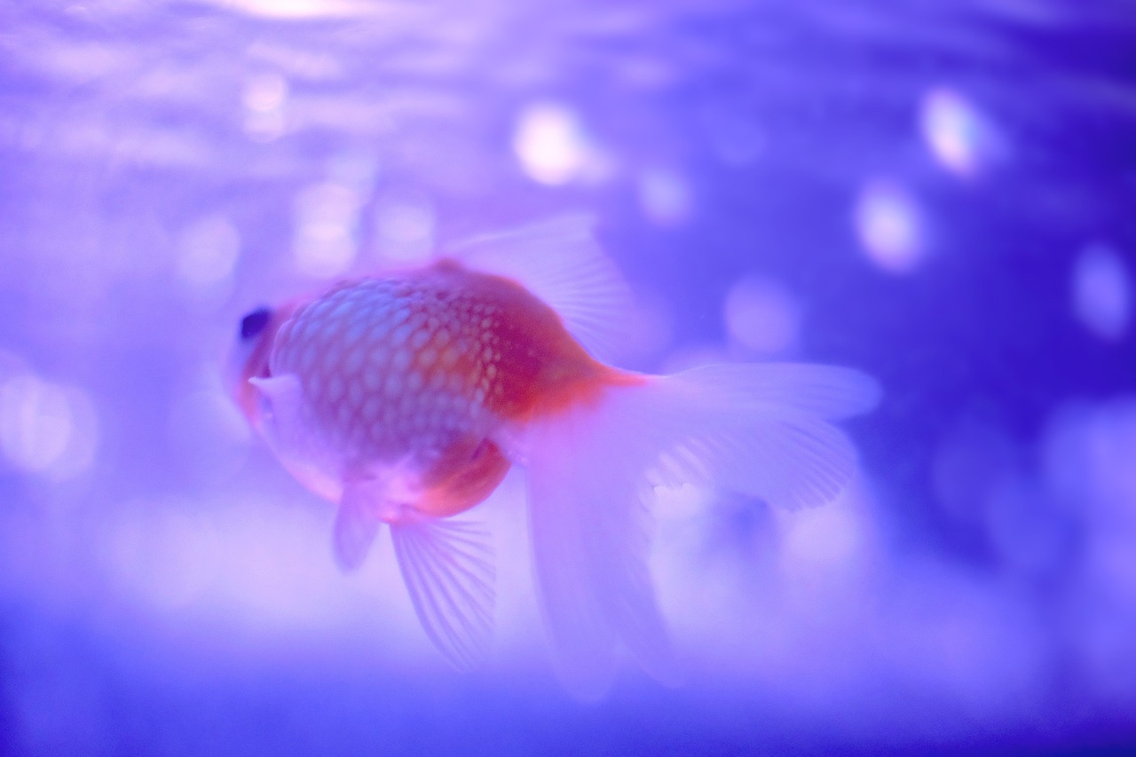 白颊刺尾鱼：世界上最亮眼观赏鱼
