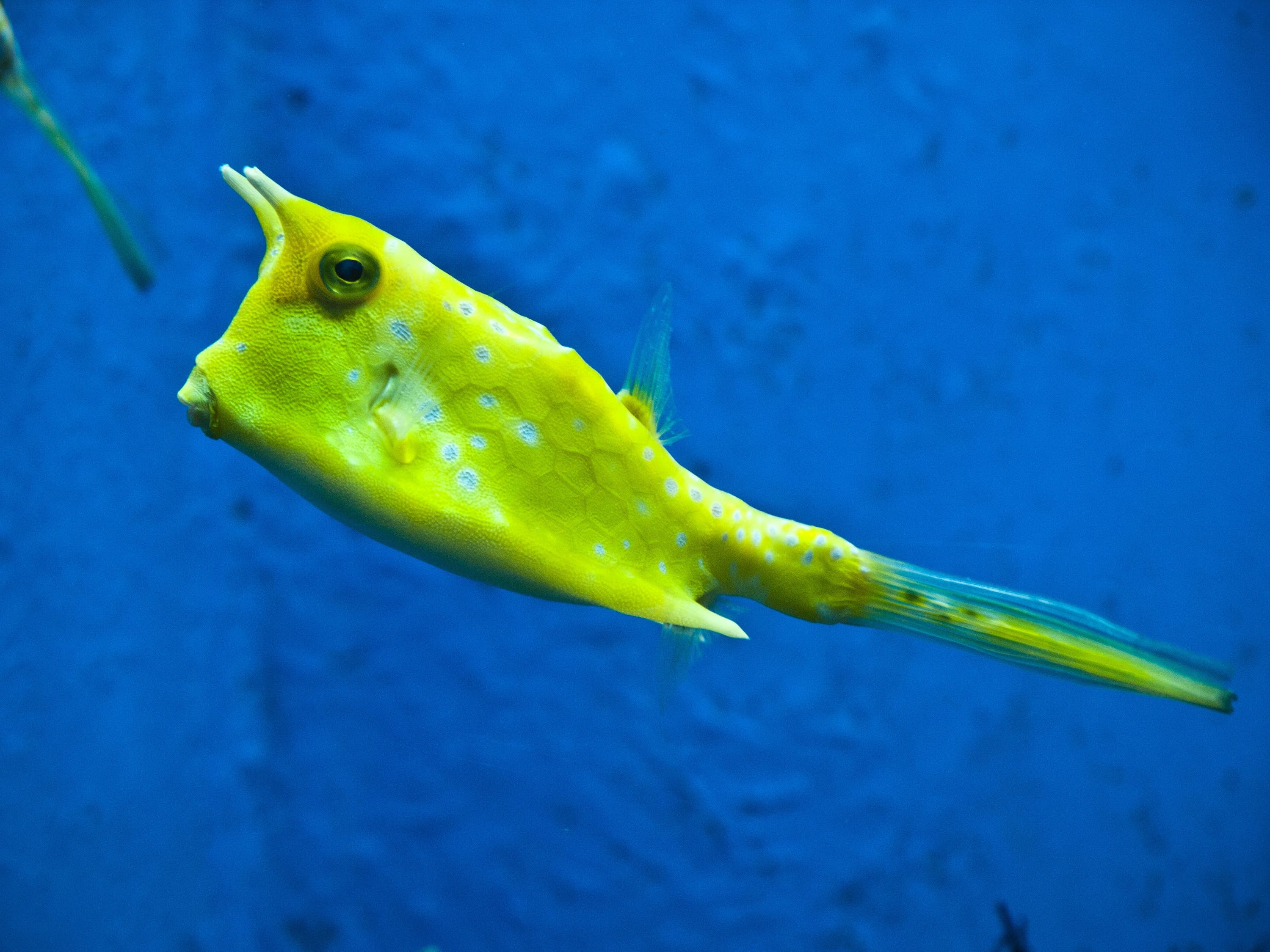 蓝龙鱼的种类及种类介绍 名贵锦鲤鱼 第2张