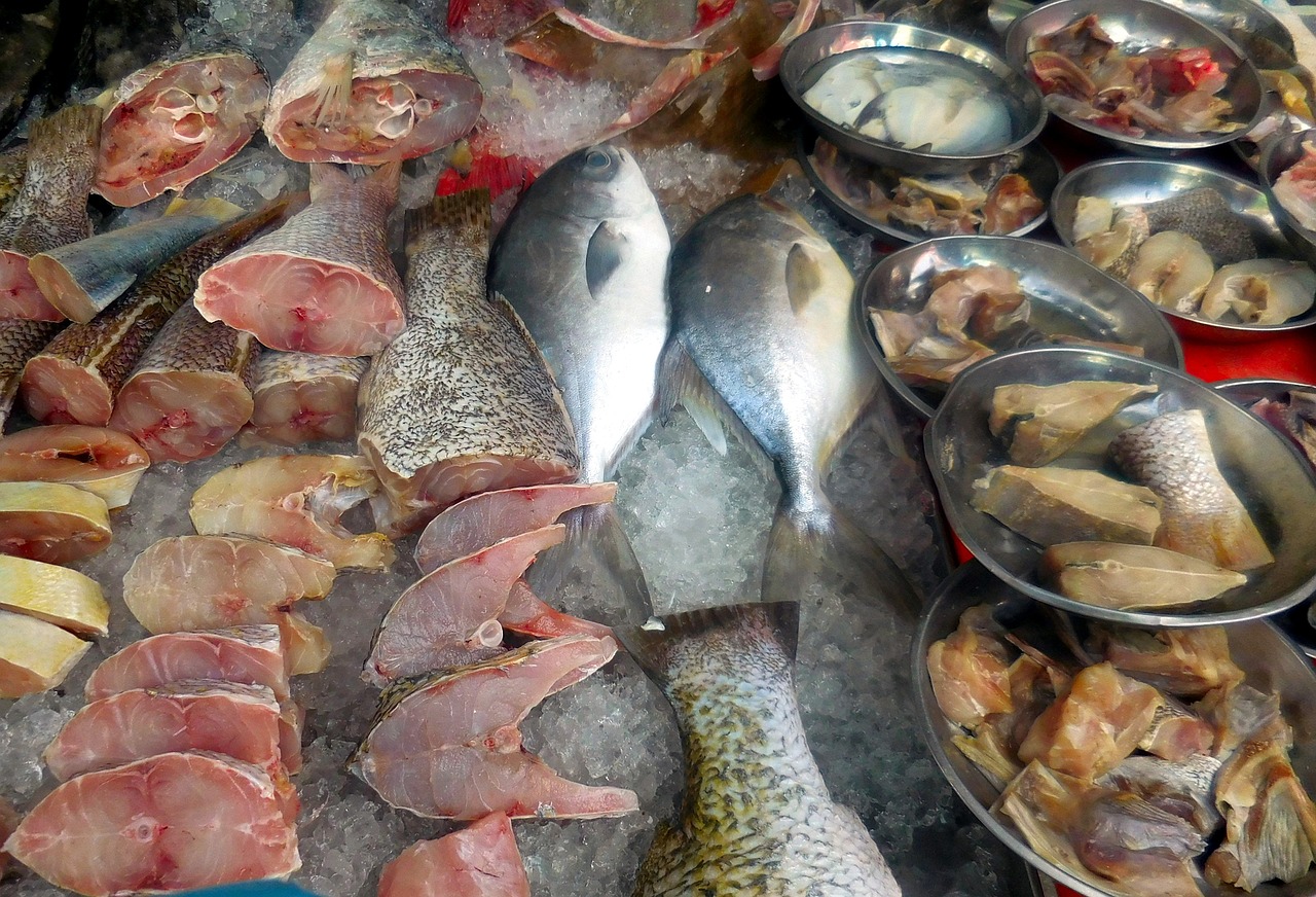 鱼缸养乌鱼吃什么食物好呢（家养乌鱼） 马拉莫宝石鱼 第3张