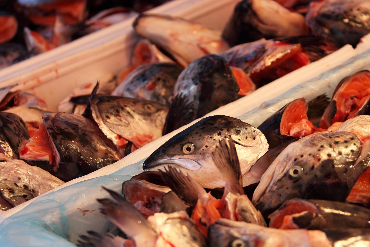 内蒙古包头市有哪些淡水鱼批发市场（包头鱼批发市场在哪）