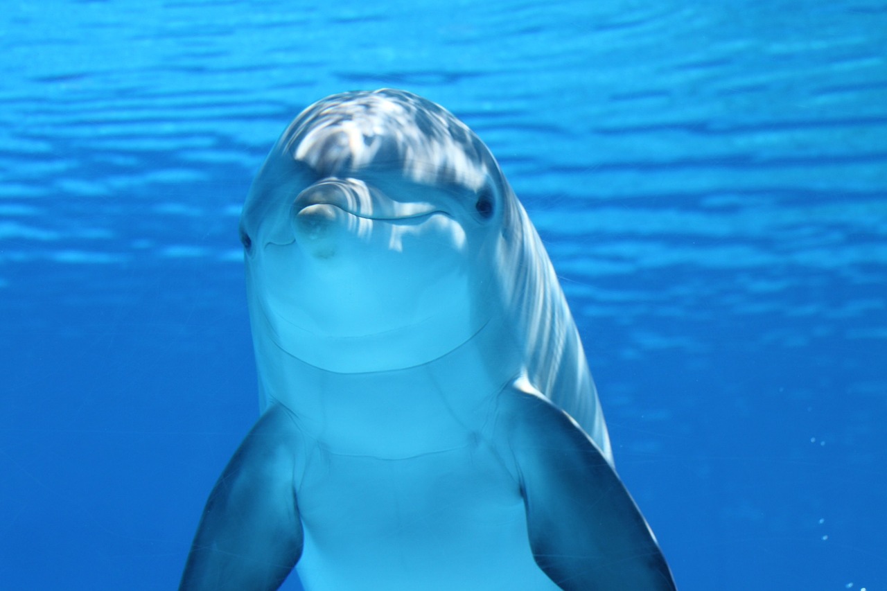 巴音郭楞蒙古自治州水族馆问个关于鱼缸玻璃的问题 成吉思汗鲨（球鲨）鱼 第2张