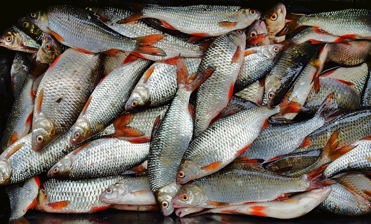 会清理鱼缸的鱼叫什么鱼（会清理鱼缸的鱼叫什么鱼呢） 稀有红龙品种 第1张