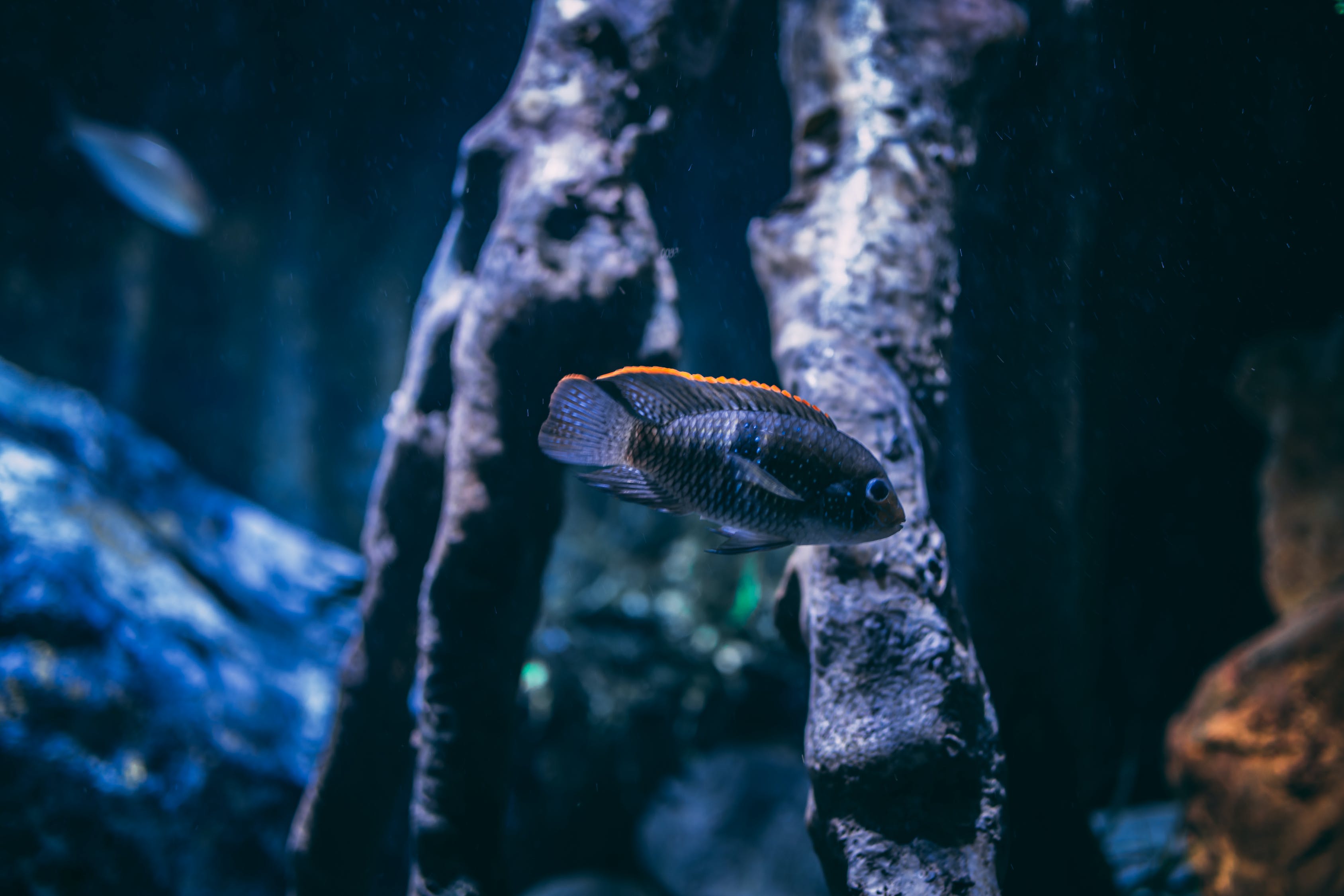鱼缸照明用什么灯最好（什么样的鱼缸灯好） 恐龙王鱼 第1张