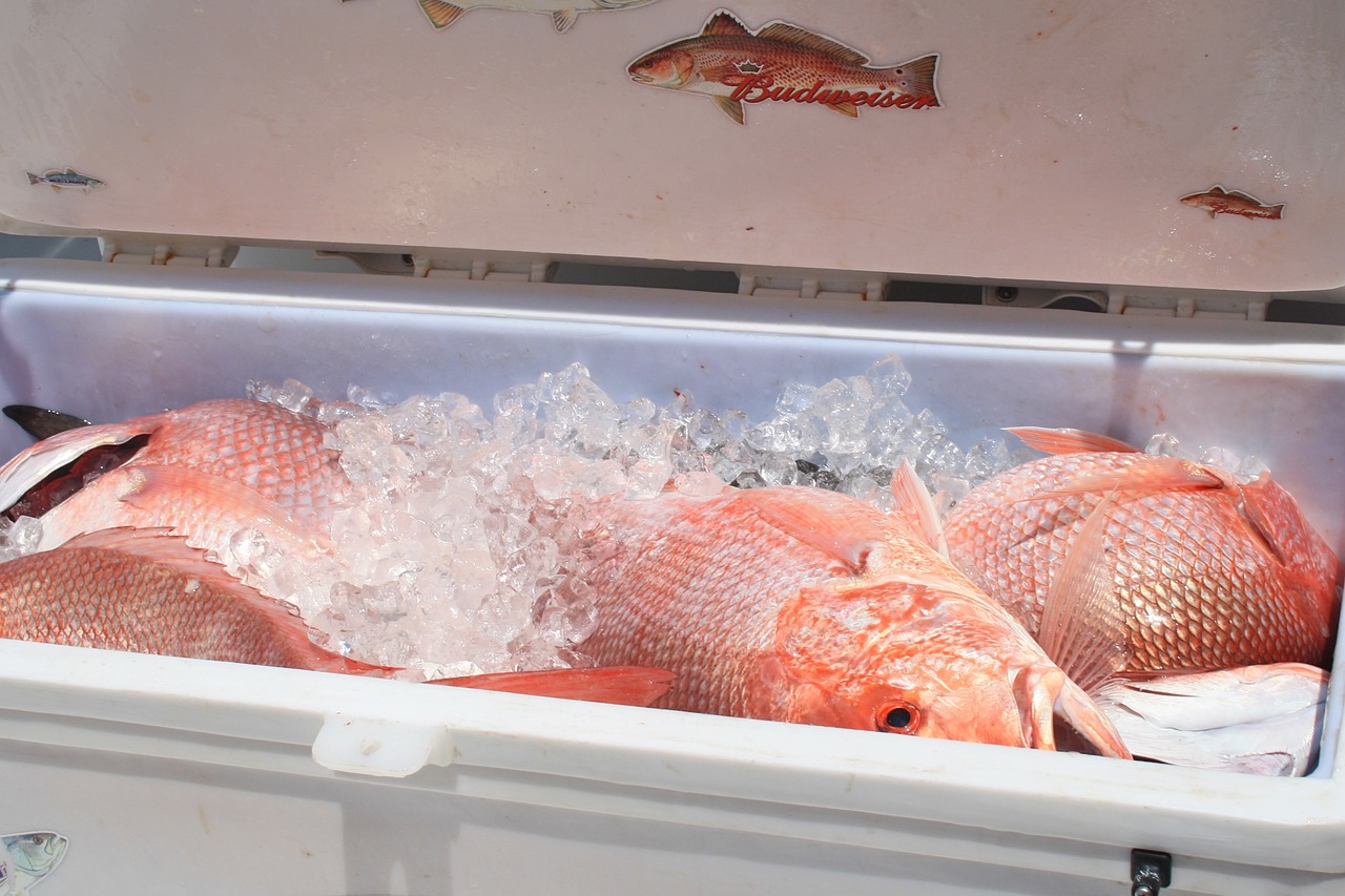 银龙鱼和红龙鱼吃什么饲料最好，银龙鱼吃什么最好 观赏鱼饲料 第2张