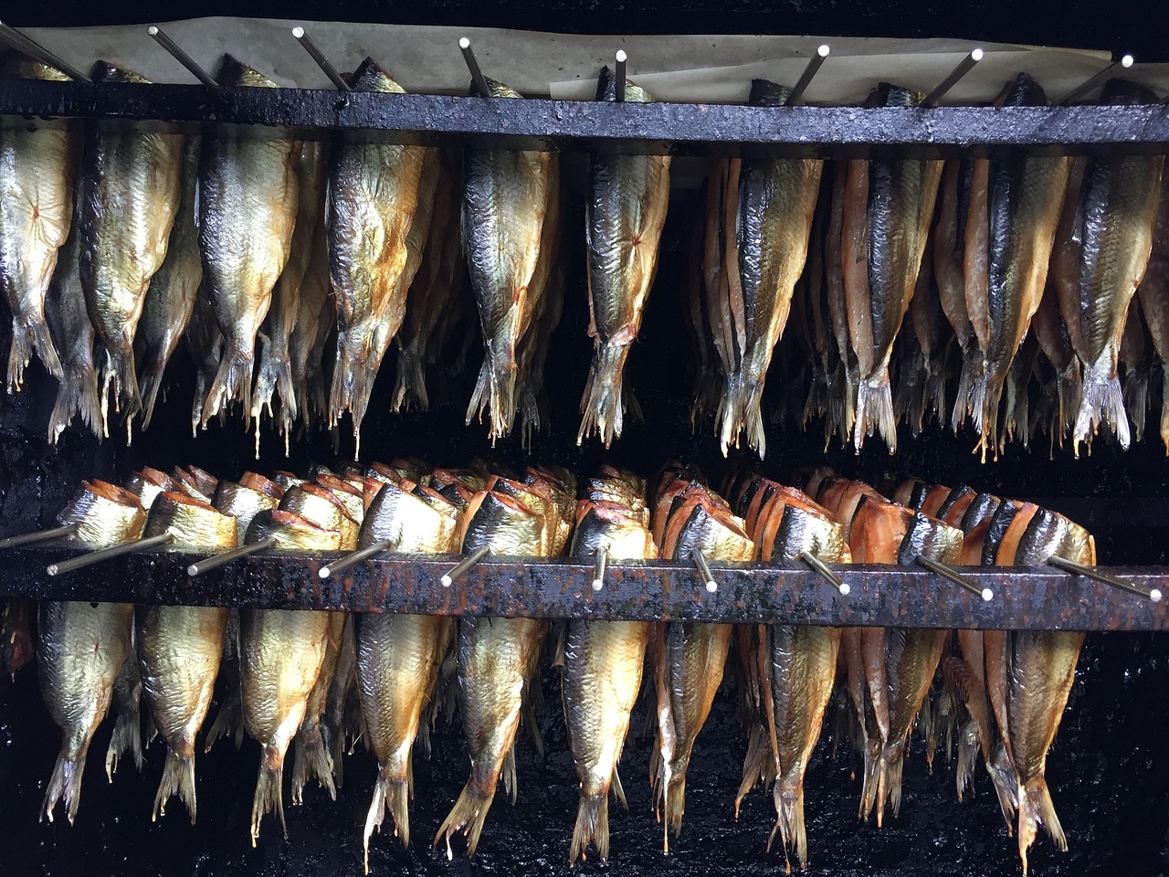 深圳观赏鱼市场农历六月十三 观赏鱼市场（混养鱼） 第3张