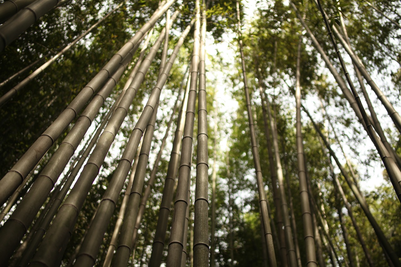 鱼缸竹林造景效果图大全（花园造景的十种方法） 广州景观设计 第1张