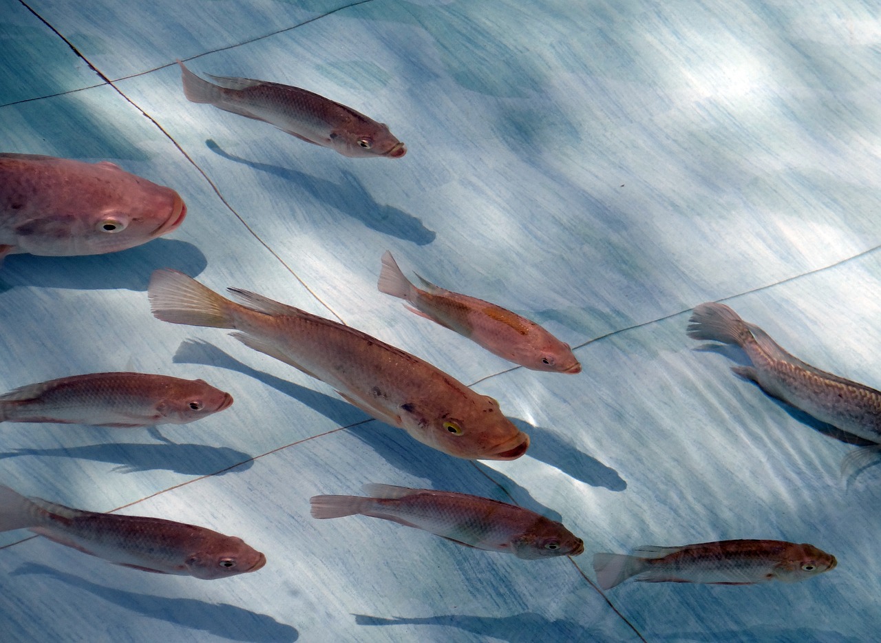 虎纹银板鱼适合水温:银板鱼温度 红白锦鲤鱼 第1张