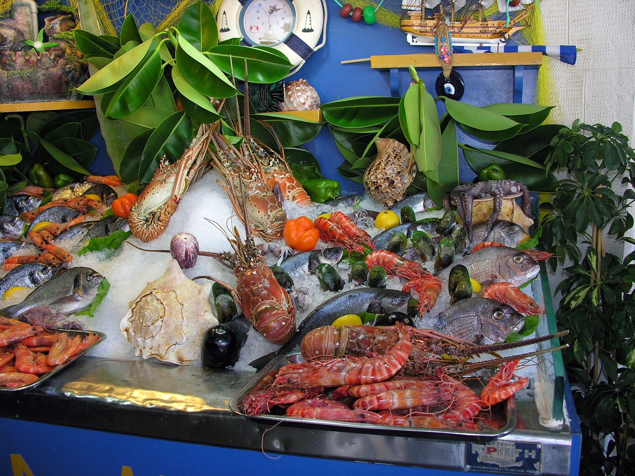 潮州观赏鱼