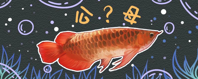 红龙鱼怎么分公母公母能一起养吗
